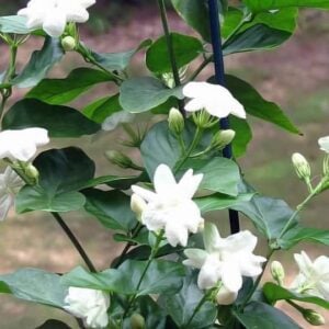 Jasminum sambac