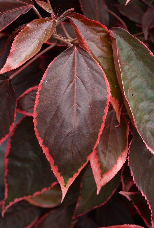 Acalypha wilkesiana