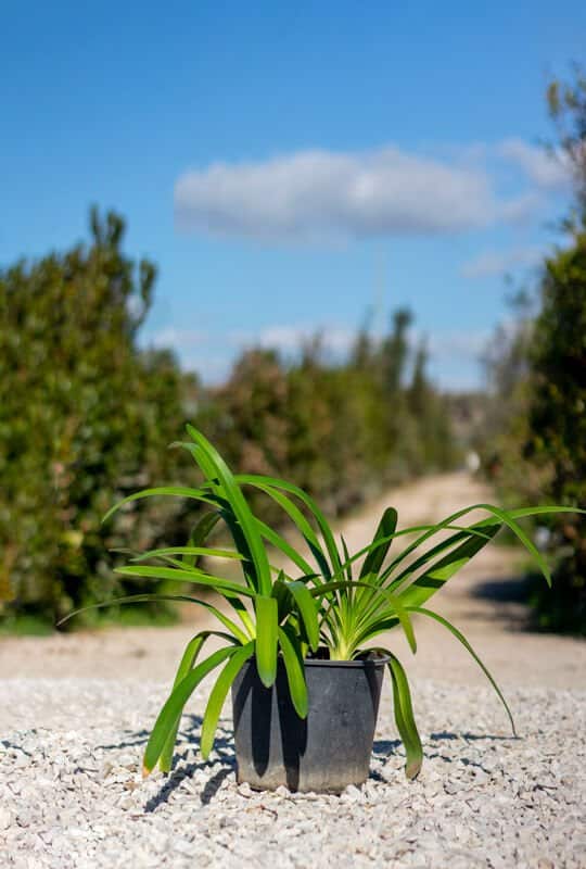 Agapanthus praecox