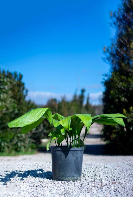 Aspidistra elatior