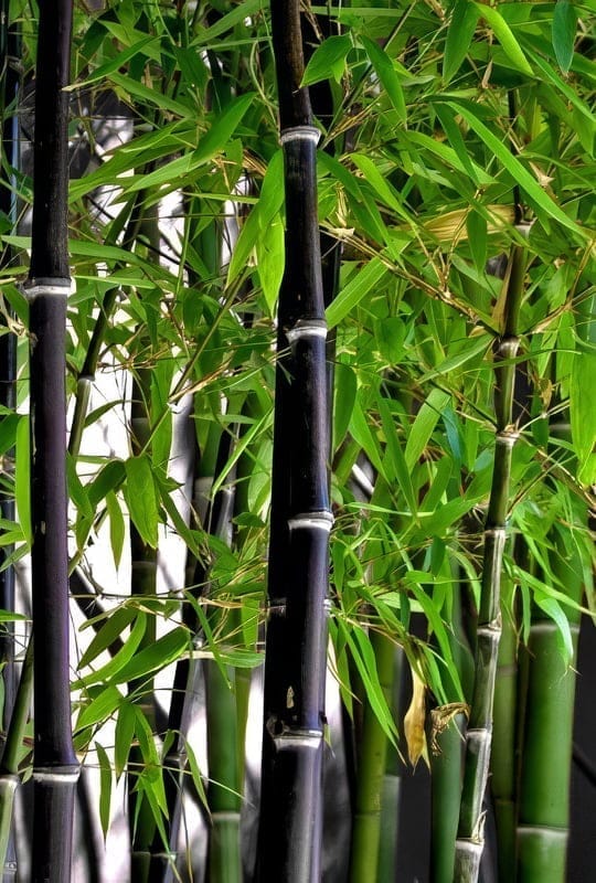 Bambusa Nigra