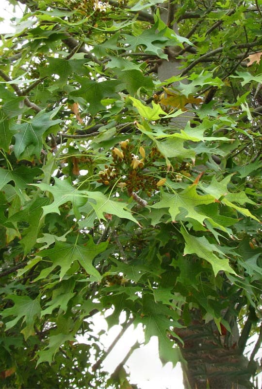 Brachychiton Platanifolia