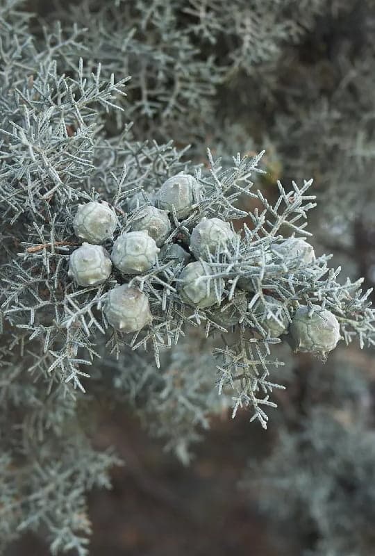 Cupressus Arizonica