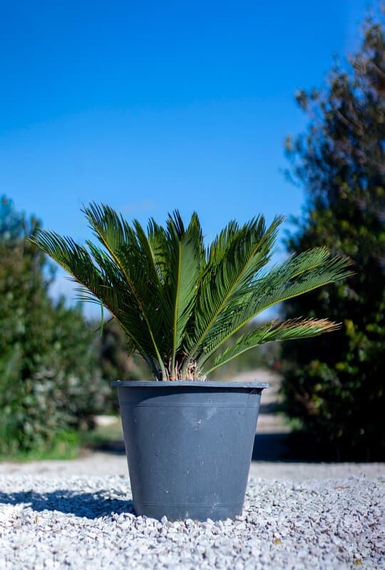 Cycas revoluta