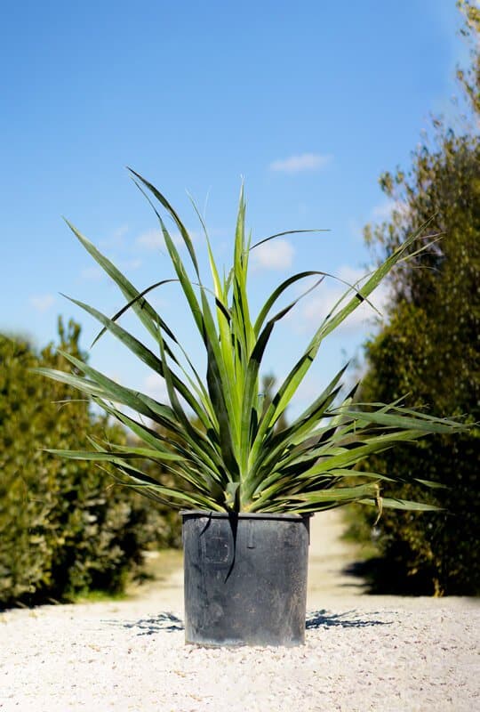  Dracena drago