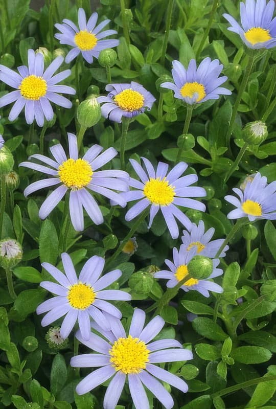 Felicia amelloides