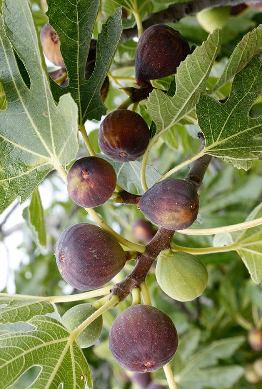 Ficus Carica