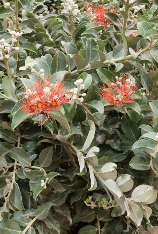 Metrosideros Robustus ‘Tomasii’