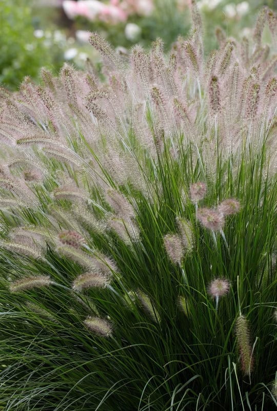 Pennisetum Alopecuroides