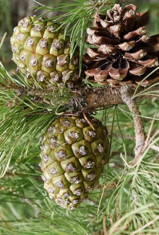 Pinus Pinea