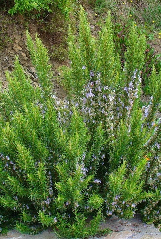 Rosmarinus officinalis