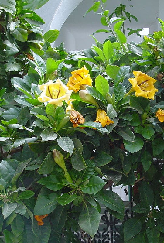Solandra Maxima