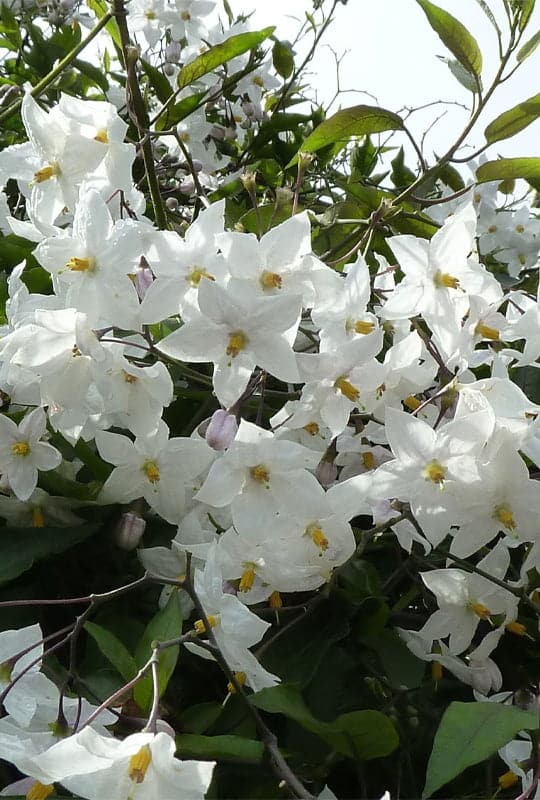 Solanum jasminoides ‘album’