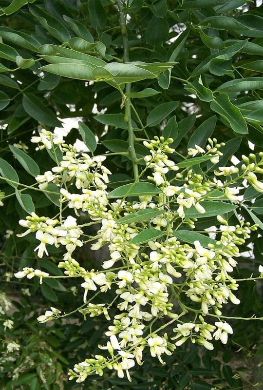 Sophora Japonica