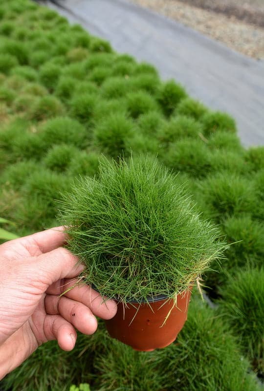 Zoysia Tenuifolia
