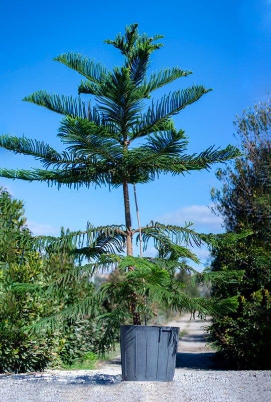 Arbres