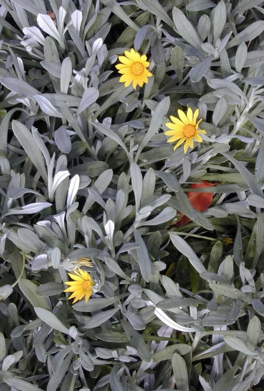 gazania rigens