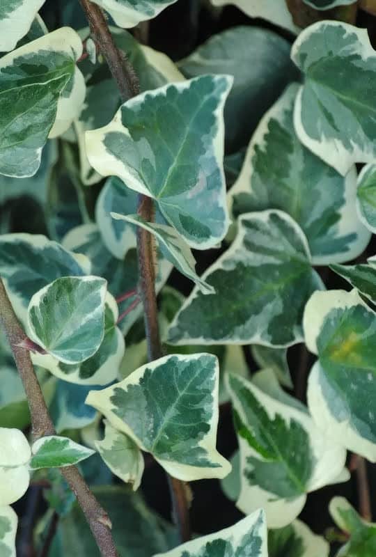Hedera canariensis