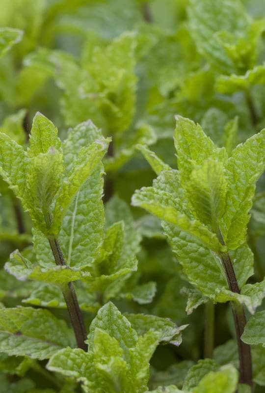 Mentha spicata ‘Moroccan’