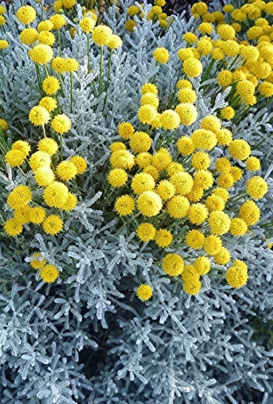 Santolina chamaecyparissus