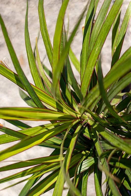 Dracena marginata – Image 2