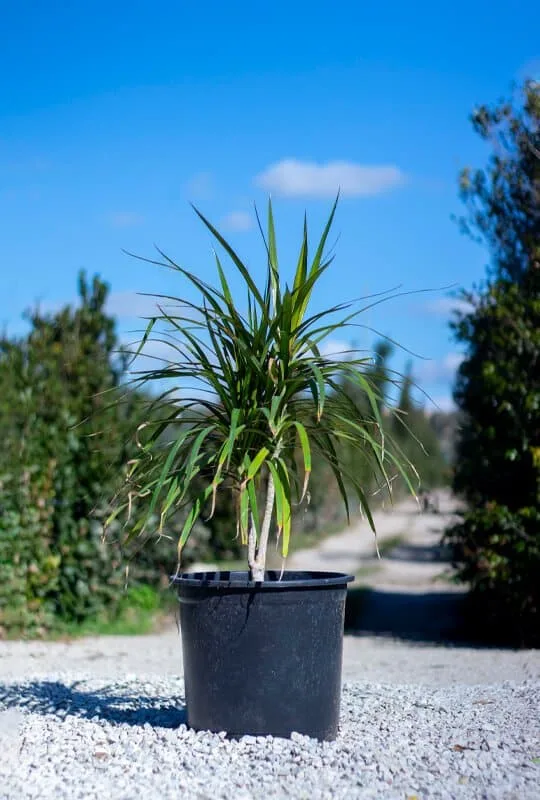Dracena marginata