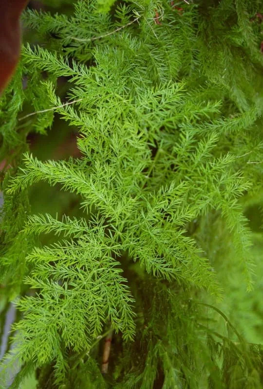 Asparagus plumosus