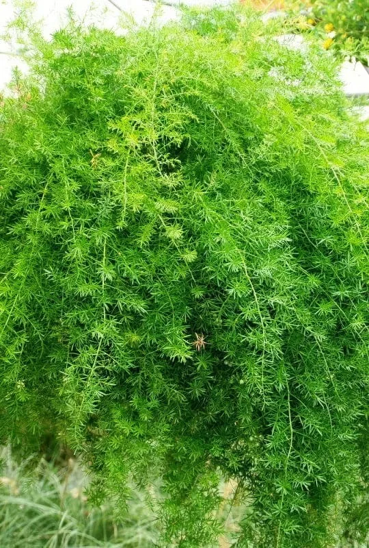 Asparagus sprengeri