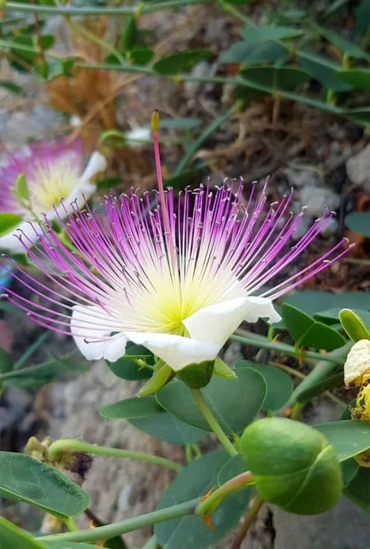Capparis Spinosa