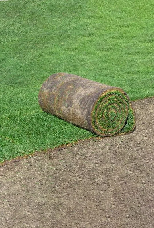 Paspalum Vaginatum 'G.paspalum'
