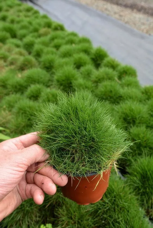 Zoysia Tenuifolia