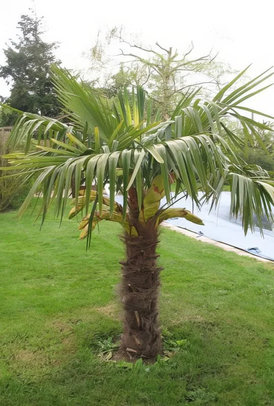 Chamérops excelsa