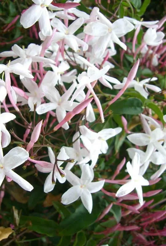 Jasminum officinalis