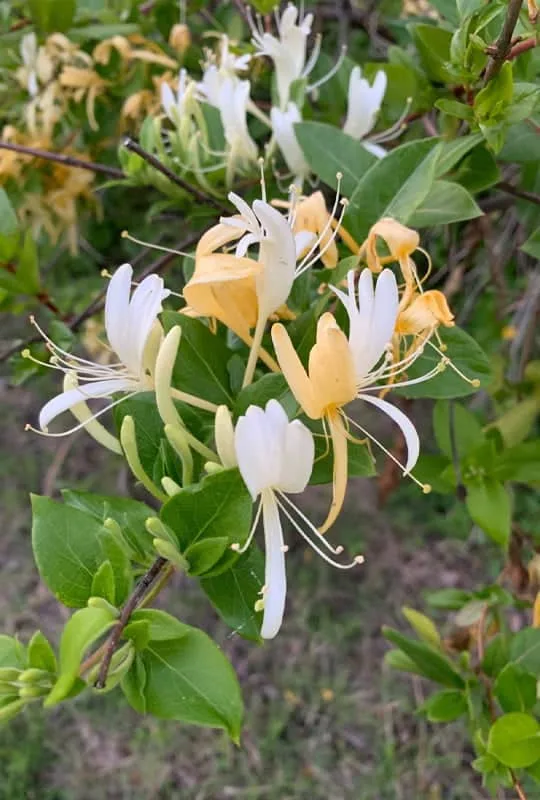 Lonicera japonica